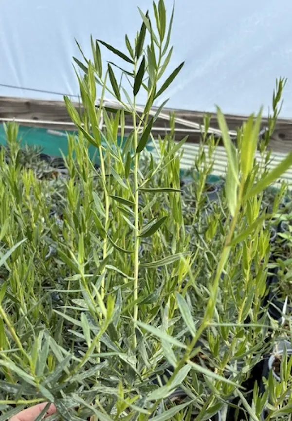 French Tarragon 'Tolergon' (hardy)